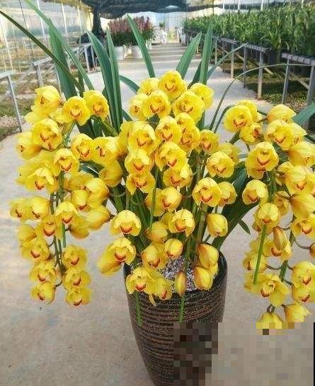 想让大花蕙兰开满花朵压弯枝，现在就要这么干，步骤简单好操作！