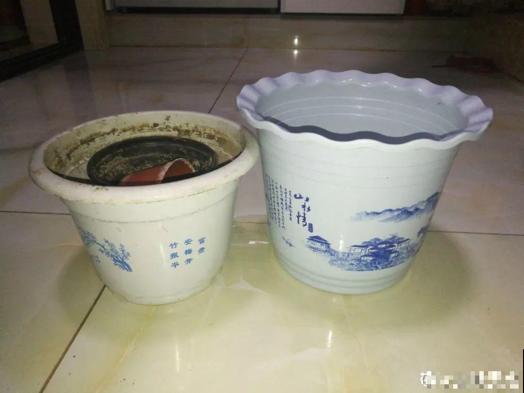 在家养花，这4点得弄明白，不然啥花也能毁在你手里！