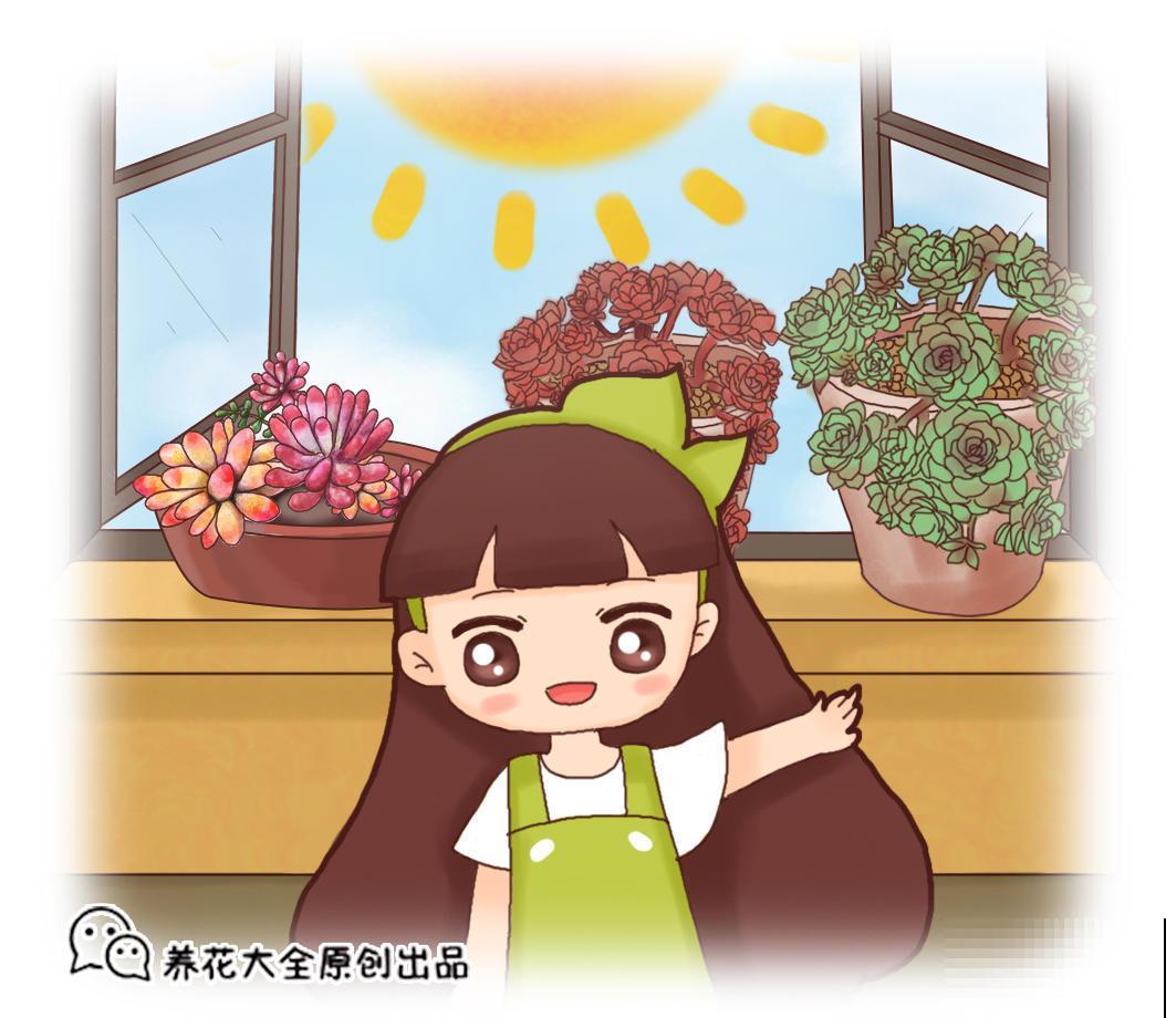 秋季是养多肉最好的季节，越晒越美，再不入手就晚了！