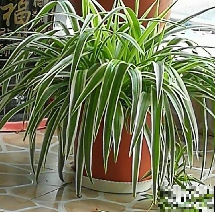 这2种大型的绿叶植物，放在客厅养眼护目，真是太值了！