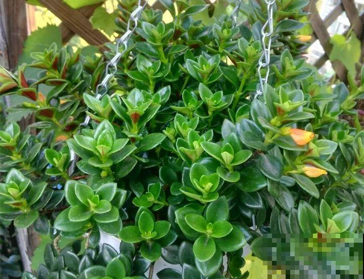 你家的金鱼吊兰是不是养成“菜”？这么养，一年四季都开花！