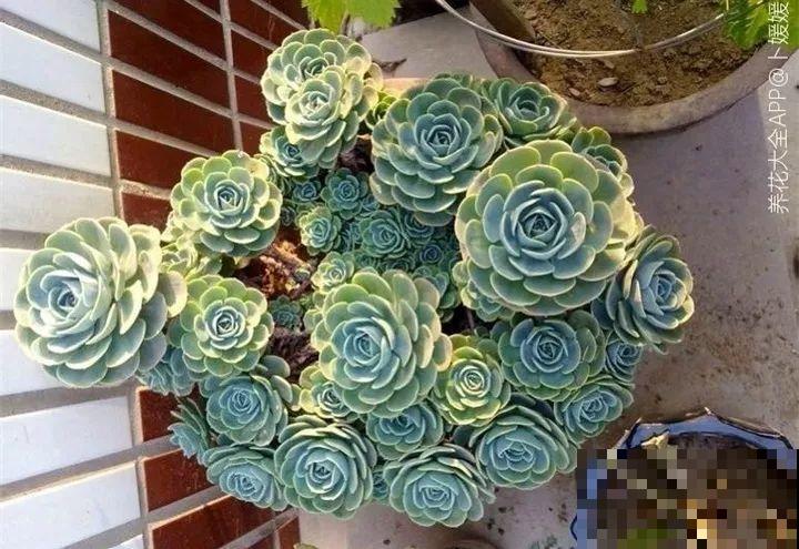 这7种多肉，叶插太难活，别白费力气了！
