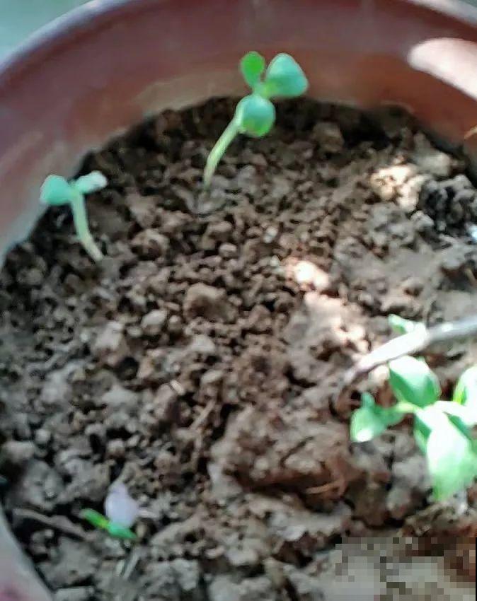 家里必养的花，秋天结一串黄金瓜，养一盆真招财！