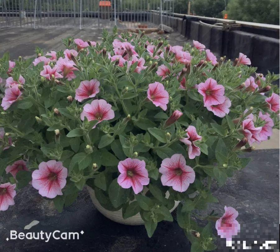 1间房2盆花，一年四季有花看，满屋都飘香！