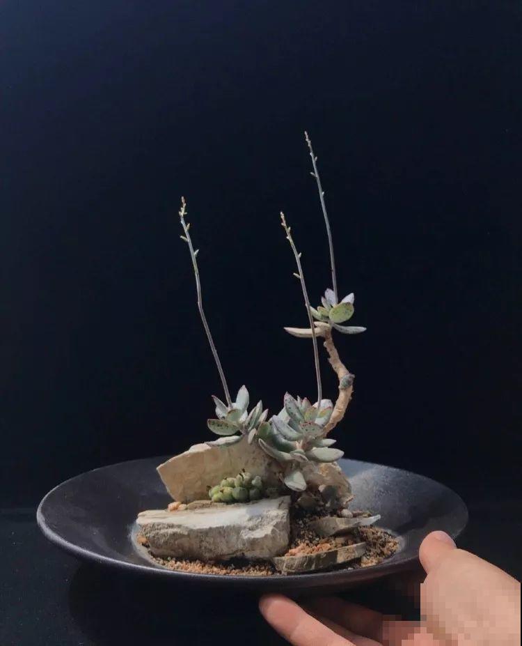 厨师改行养多肉，色香味俱全，真想让人一口吃掉！