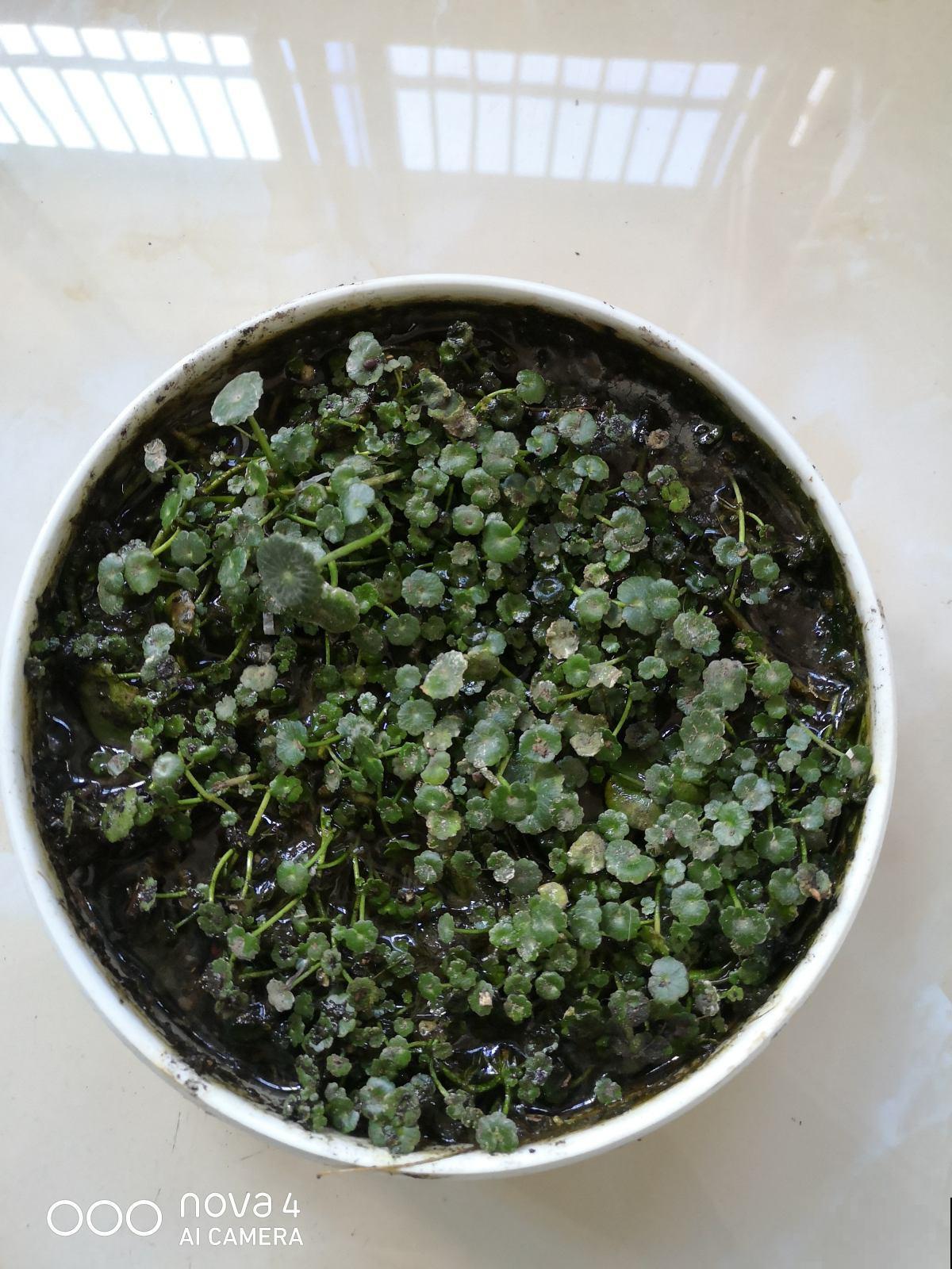 怕铜钱草秋冬挺不过去？赶紧用这个大招，效果绝对好！