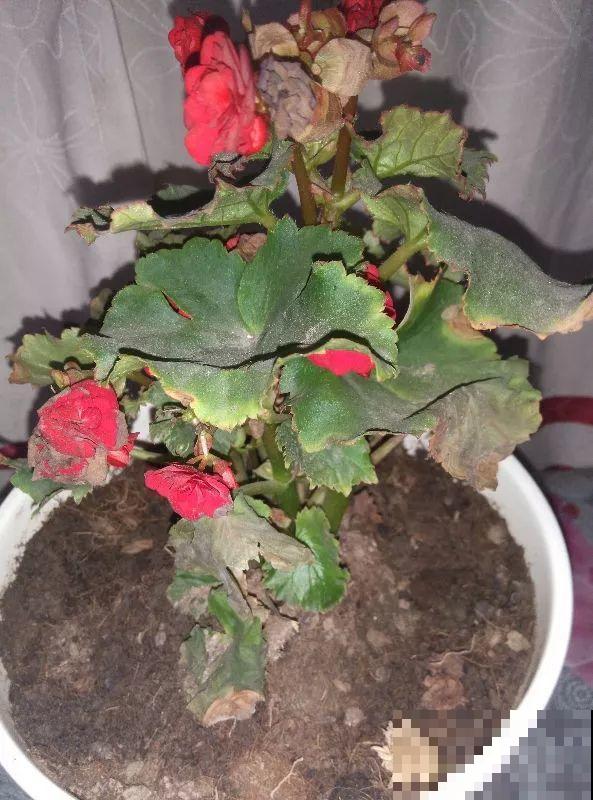 4种花现在赶紧剪，剃光头撸光叶，越狠越爆盆！