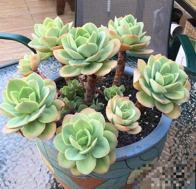 一排排的这种植物，整齐划一地放在阳台上，让人羡慕