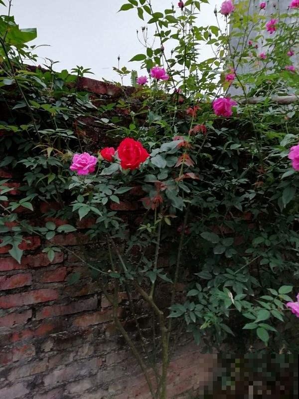 你还在担心植物营养不良？选对了品种，植物轻轻松松过两米