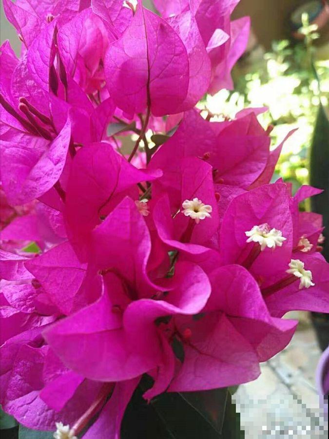 三角梅不开花？旱它15天，花苞蹭蹭往外冒！