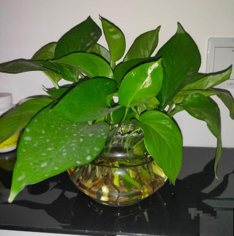 这2种大型的绿叶植物，放在客厅养眼护目，真是太值了！
