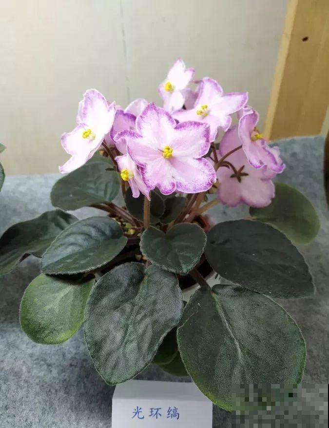 最耐阴的花就是它，光线弱也能开爆盆，越养越上瘾！