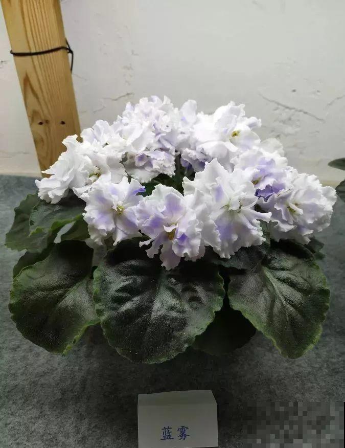 最耐阴的花就是它，光线弱也能开爆盆，越养越上瘾！