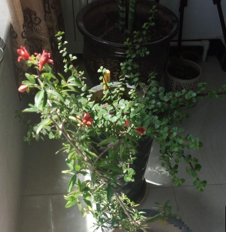 移栽石榴树苗，在家养一盆，今年的石榴就不愁吃了！