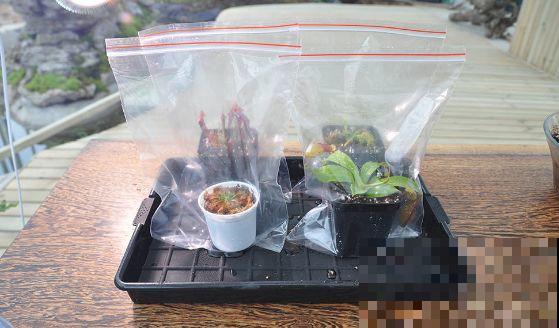 这5种重口味的花，自己就能“找食吃”，最适合秋冬养！