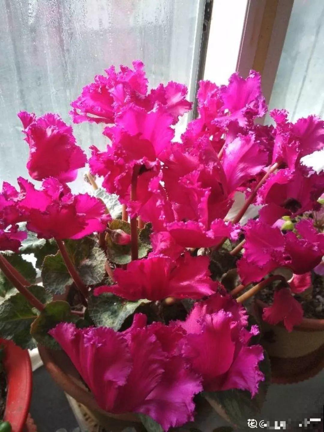 这8种夏天的休眠的花，秋天一醒就长个，满盆窜花苞！