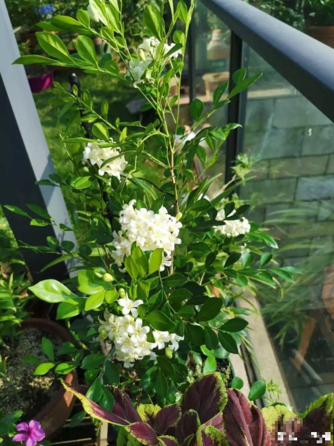 5种香水花，一间房摆一盆，满屋子都是香味！