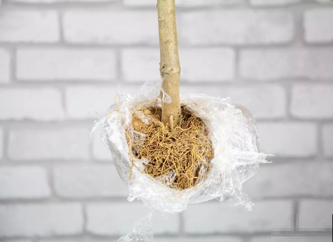 桔子开花不带停，养在客厅堪比活香水，一到冬天满枝都是果子！