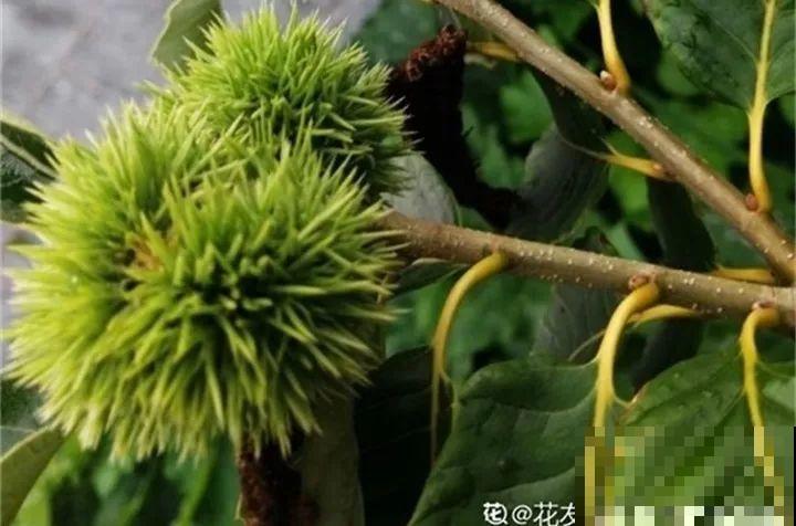 路边银杏摘个果，回家一处理，变成阳台小盆栽！
