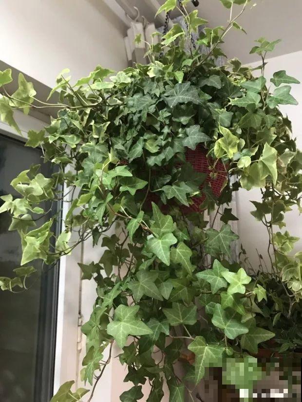 年纪大了，就养这6种寿星花，健康养身心