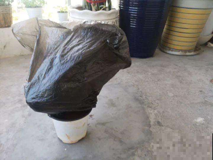 三角梅的养护要点，3招教你促开花，秋天霸占整个阳台！