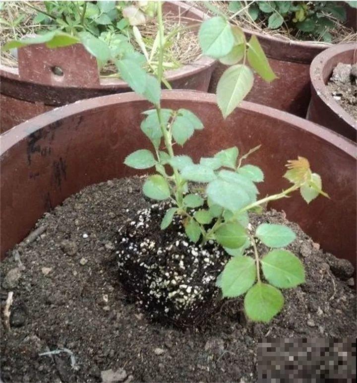 最难扦插的花，蘸点它插土里，20天白根蹭蹭冒！