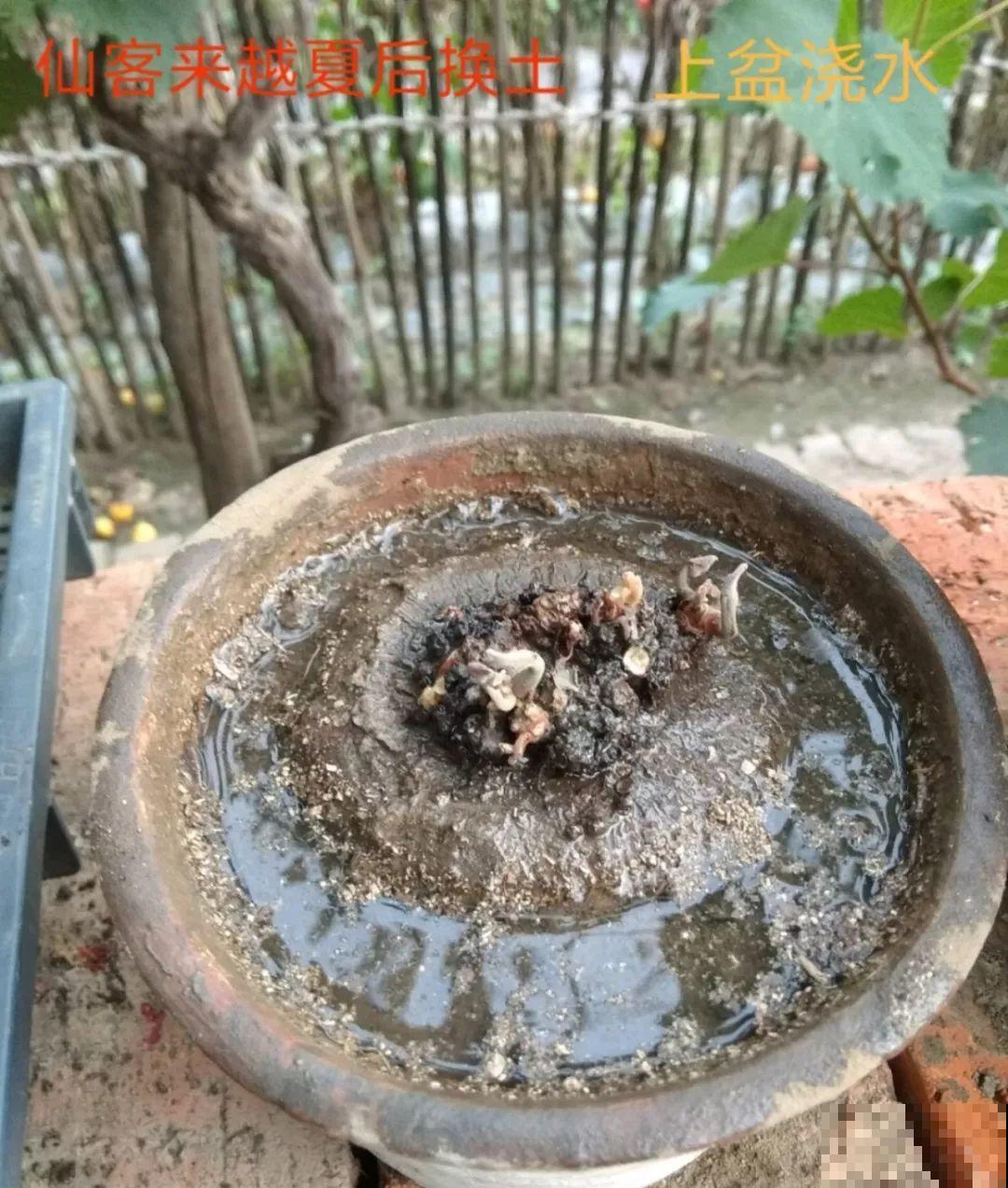 快死的花，挖出来换个盆，立马呼呼长新叶，活了！