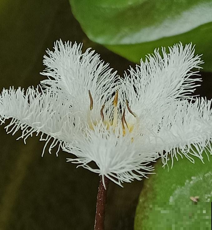 听说一片叶子能开花？放在水里，90天就能开花！