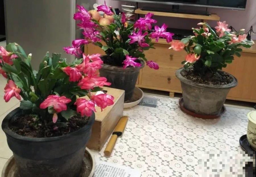 蟹爪兰也有假？买花时睁大眼，小心被骗！