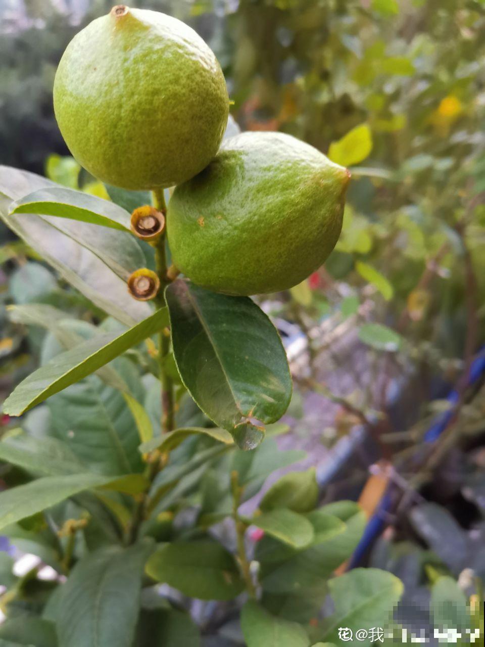 这花结满红果子，比菊花都好看，越养越上瘾！