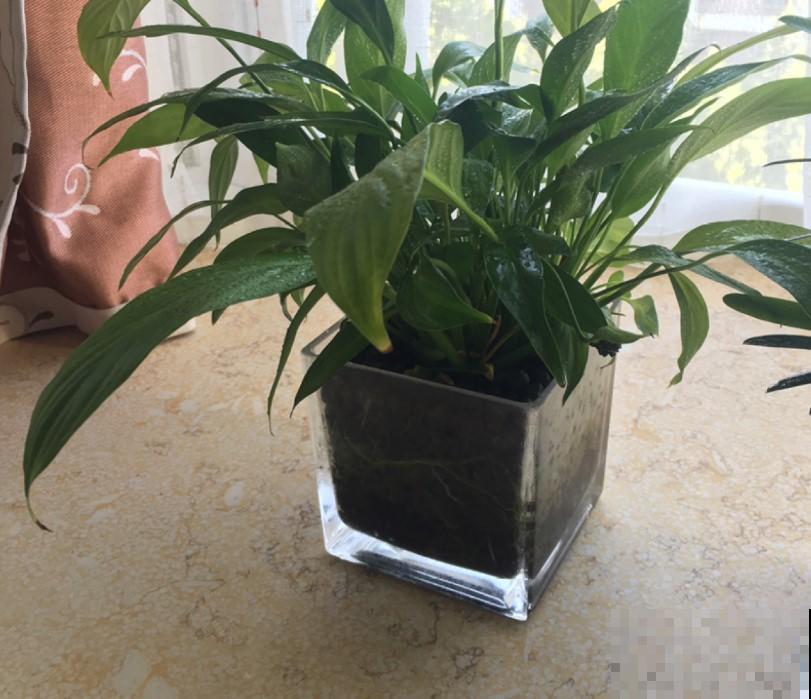 一帆风顺为什么总是养不好？这么养，花香飘满屋！