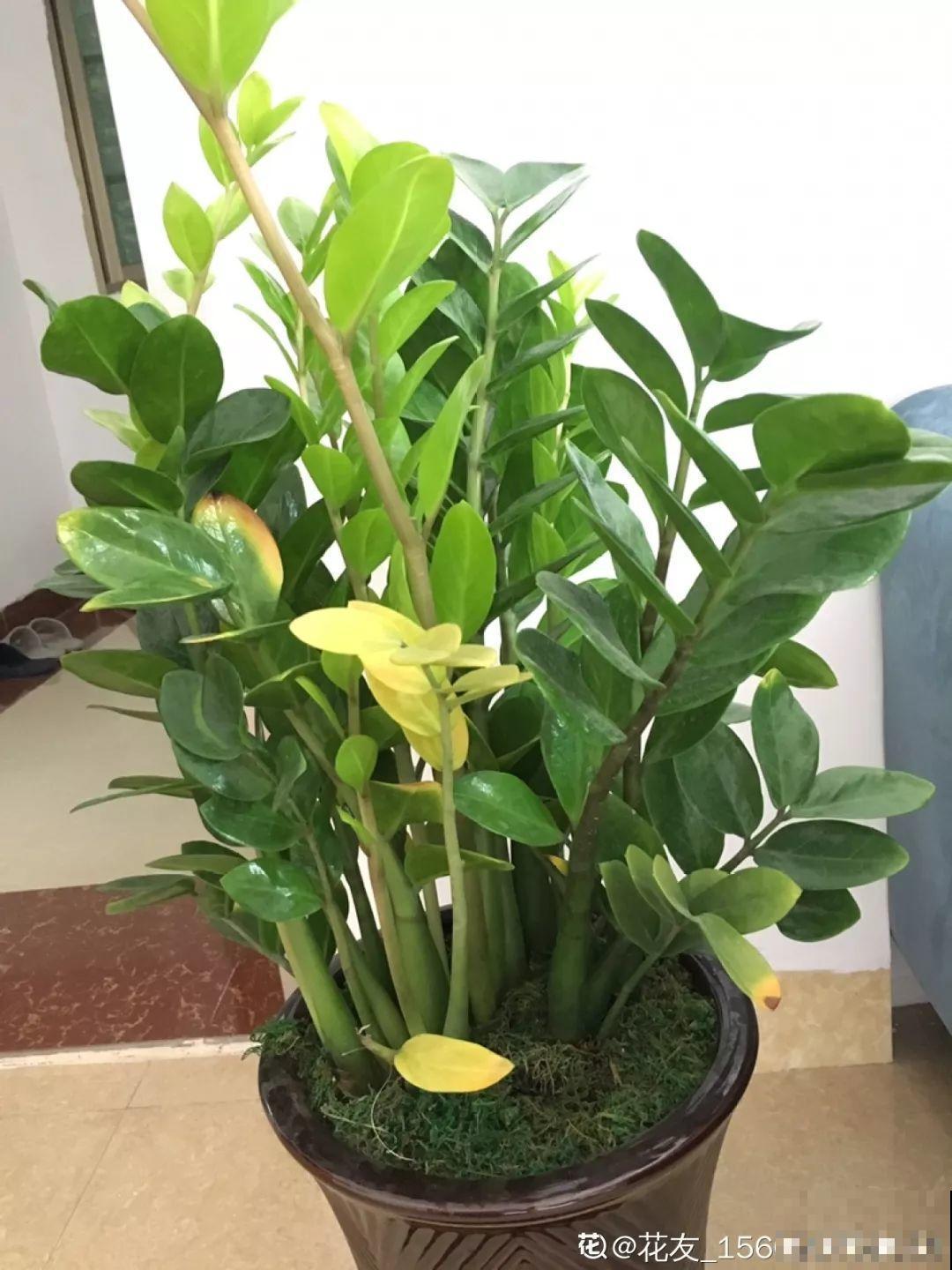 秋天爱疯长的花，剪1刀、喂点肥，新芽立马撑爆盆！