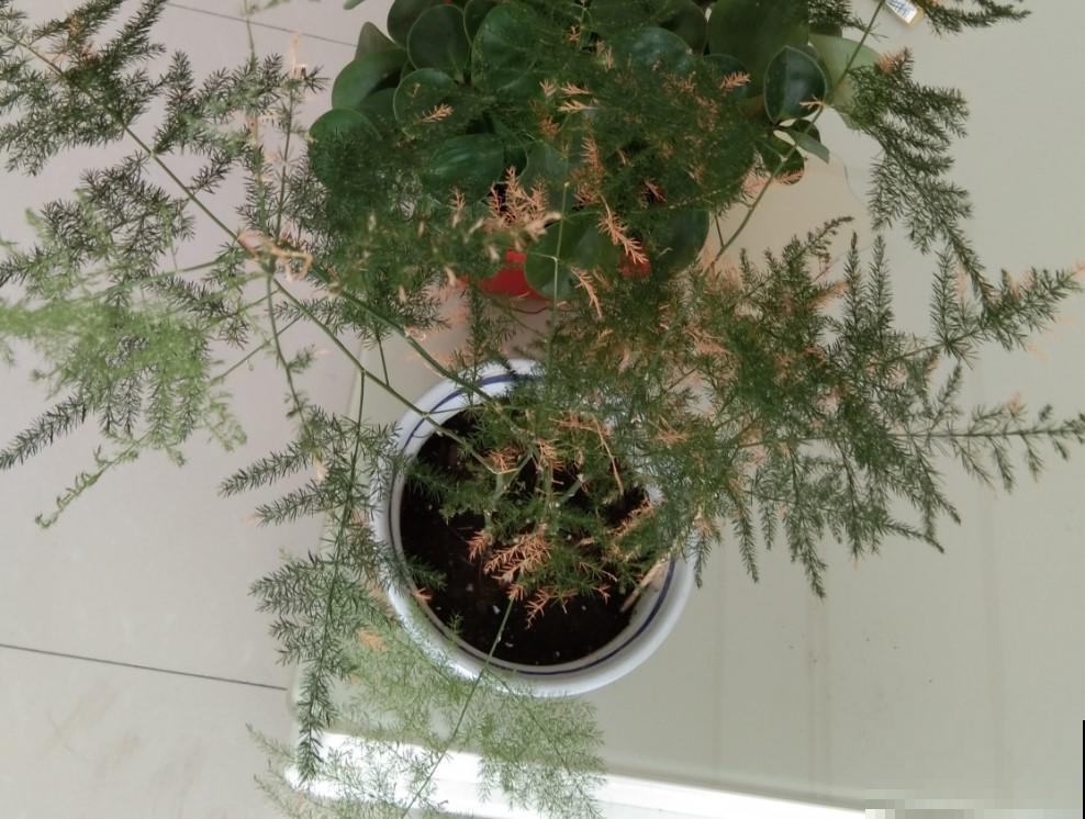 这就是你家文竹发黄的原因，想要改善，就得对症下药！