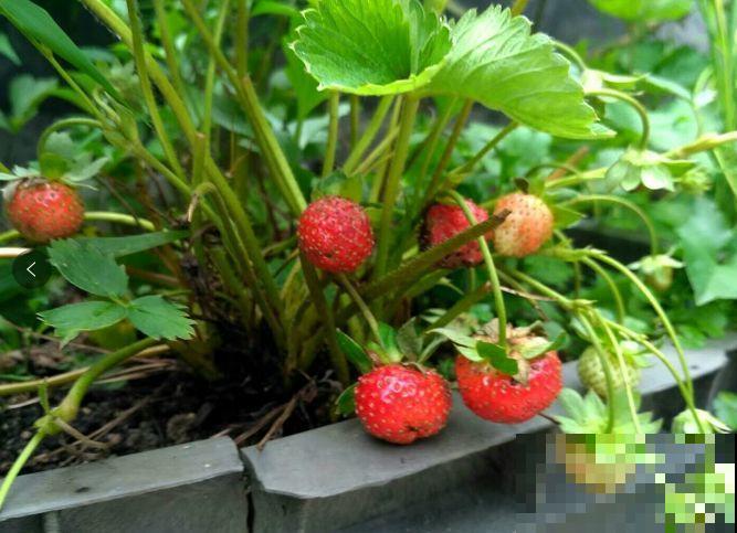 16岁男孩，为重病奶奶建花园，2年种了上百盆花！