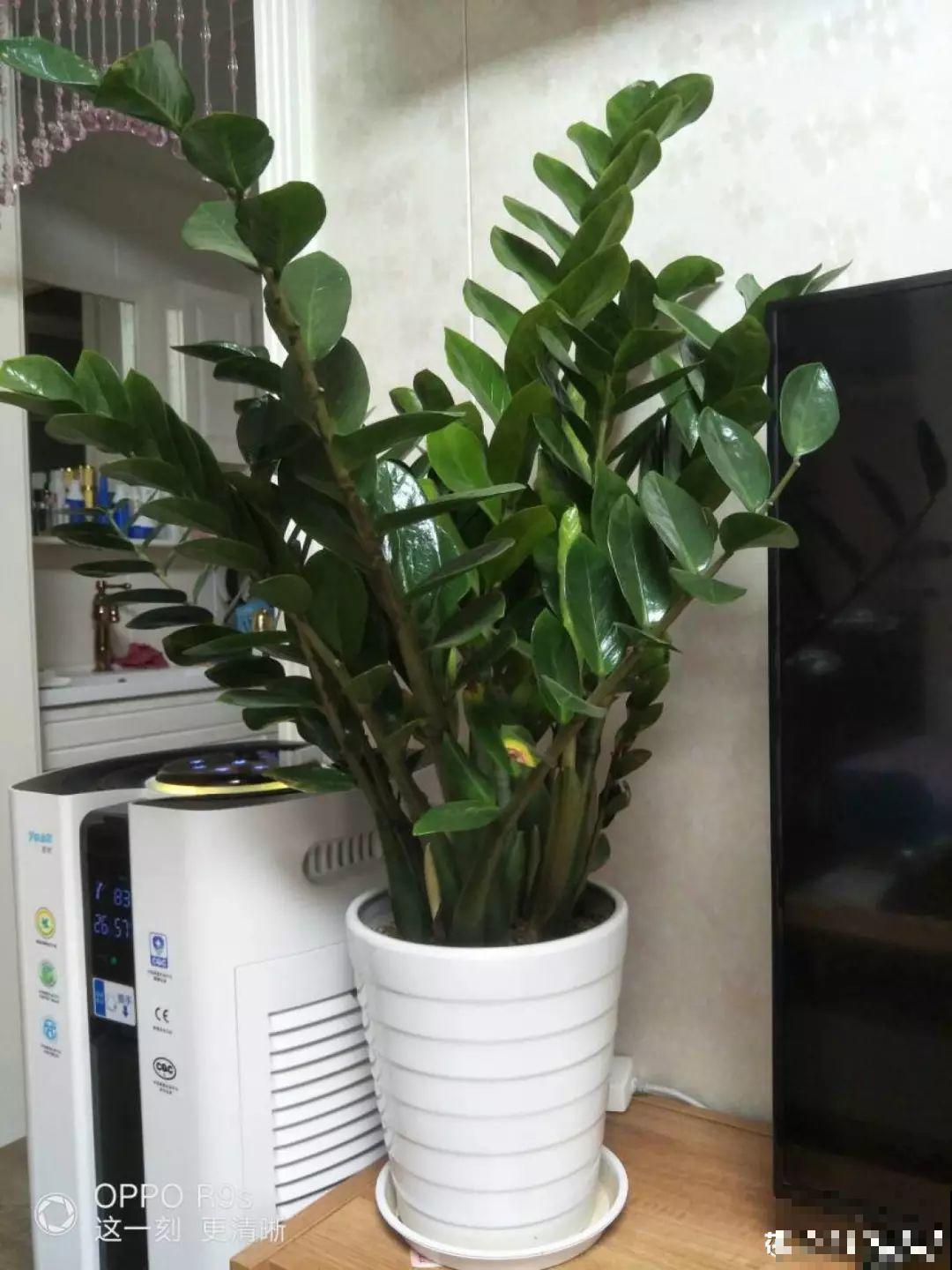 5种花就怕乱浇水，浇错了不是黄叶就是烂根，更别指望开花了！
