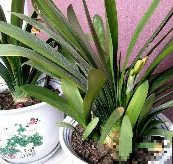 原来这么养君子兰就能生宝宝，添加这几样东西，效果倍棒！