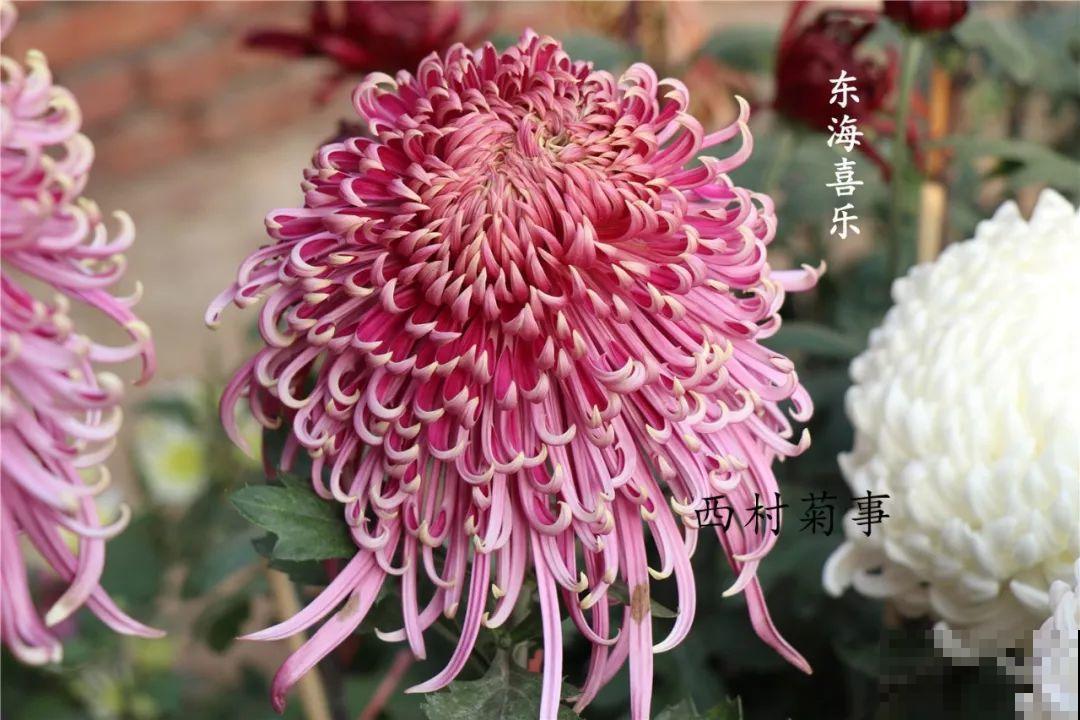 秋天啥花都可以不养，唯独这1种，100盆都不嫌多！