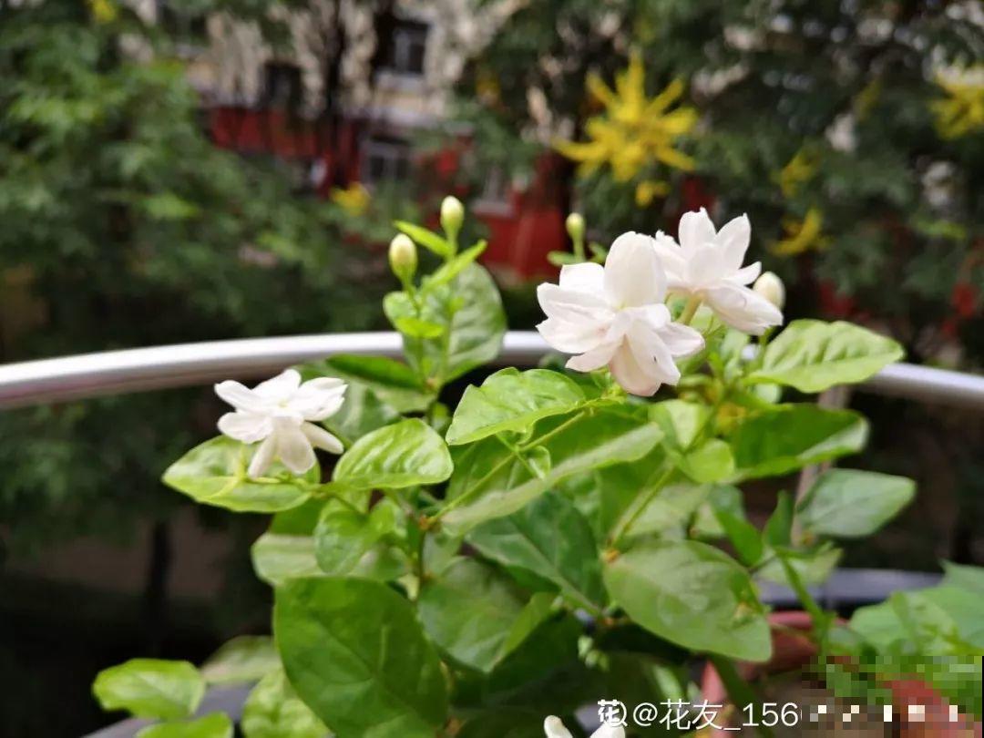 秋天别买这8种花，一回家就掉苞，养不活要后悔！