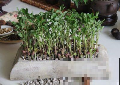 现在正是吃花生的时候，煮之前拎几个塞盆里，一周就长出清新盆栽