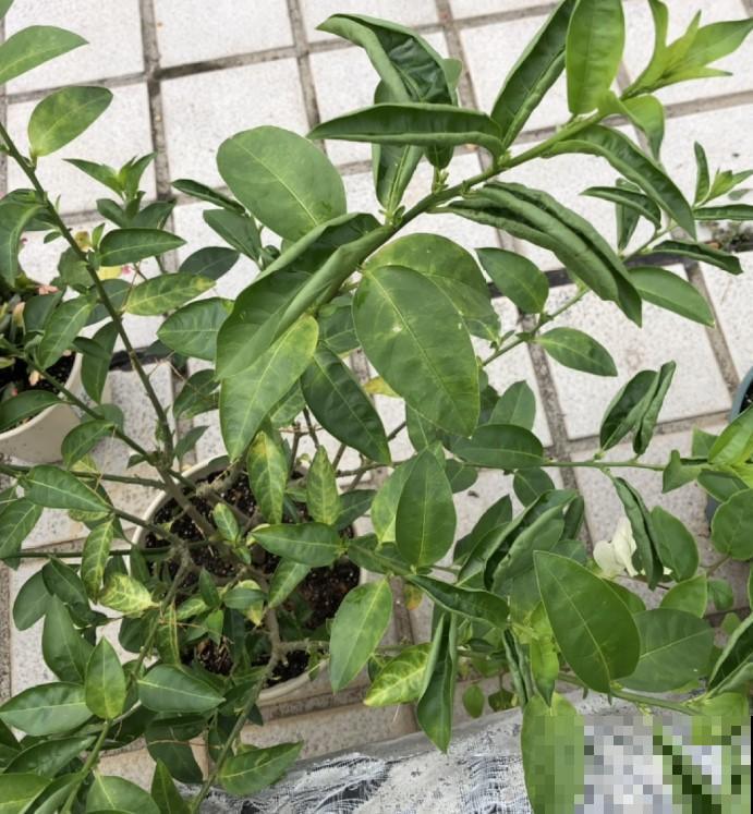 再漂亮的植物摆在室内也不行，就是这5种，你家里有养吗？