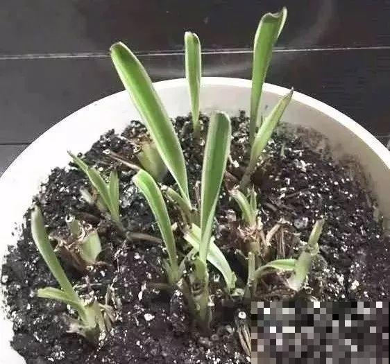 4种花现在赶紧剪，剃光头撸光叶，越狠越爆盆！