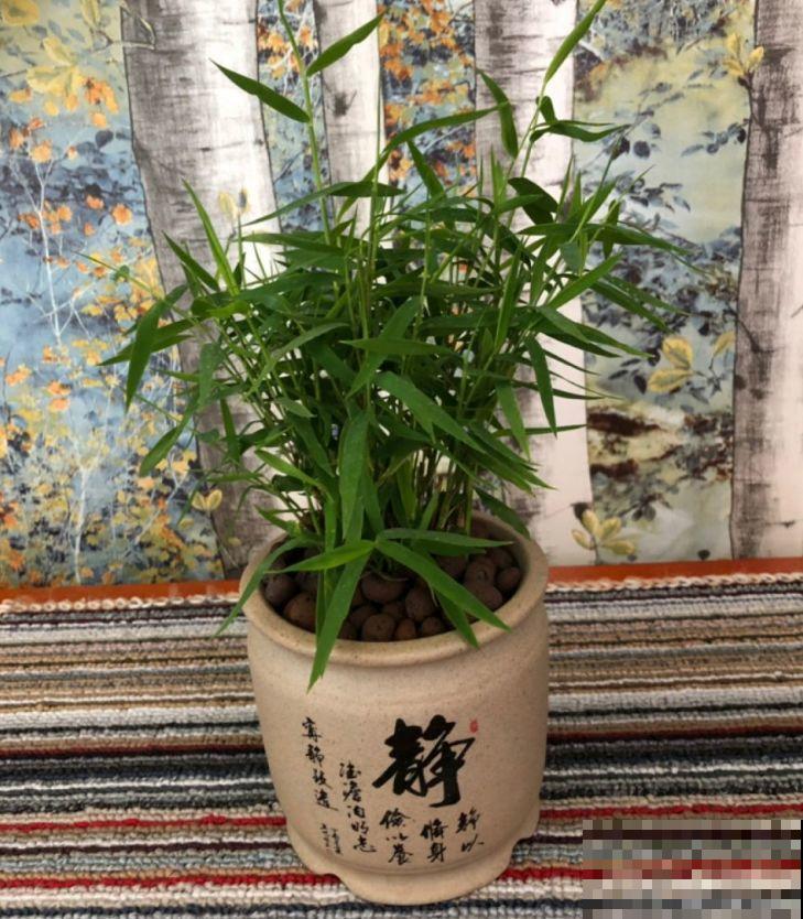 多肉养开花了？先别急着高兴，剪得越早长得越好！