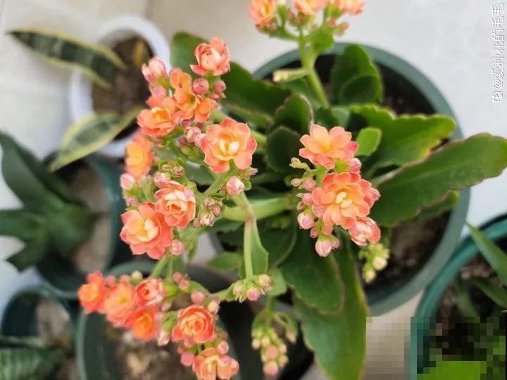 秋天别买这8种花，一回家就掉苞，养不活要后悔！