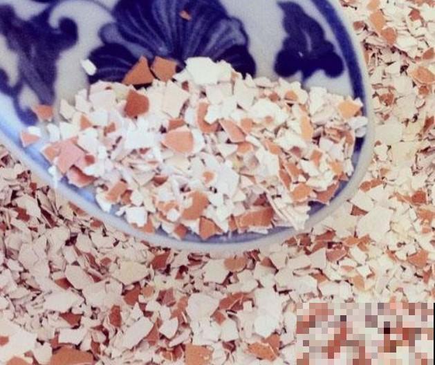 鸡蛋壳养花还真是神奇，撒上点，来啥都不怕！