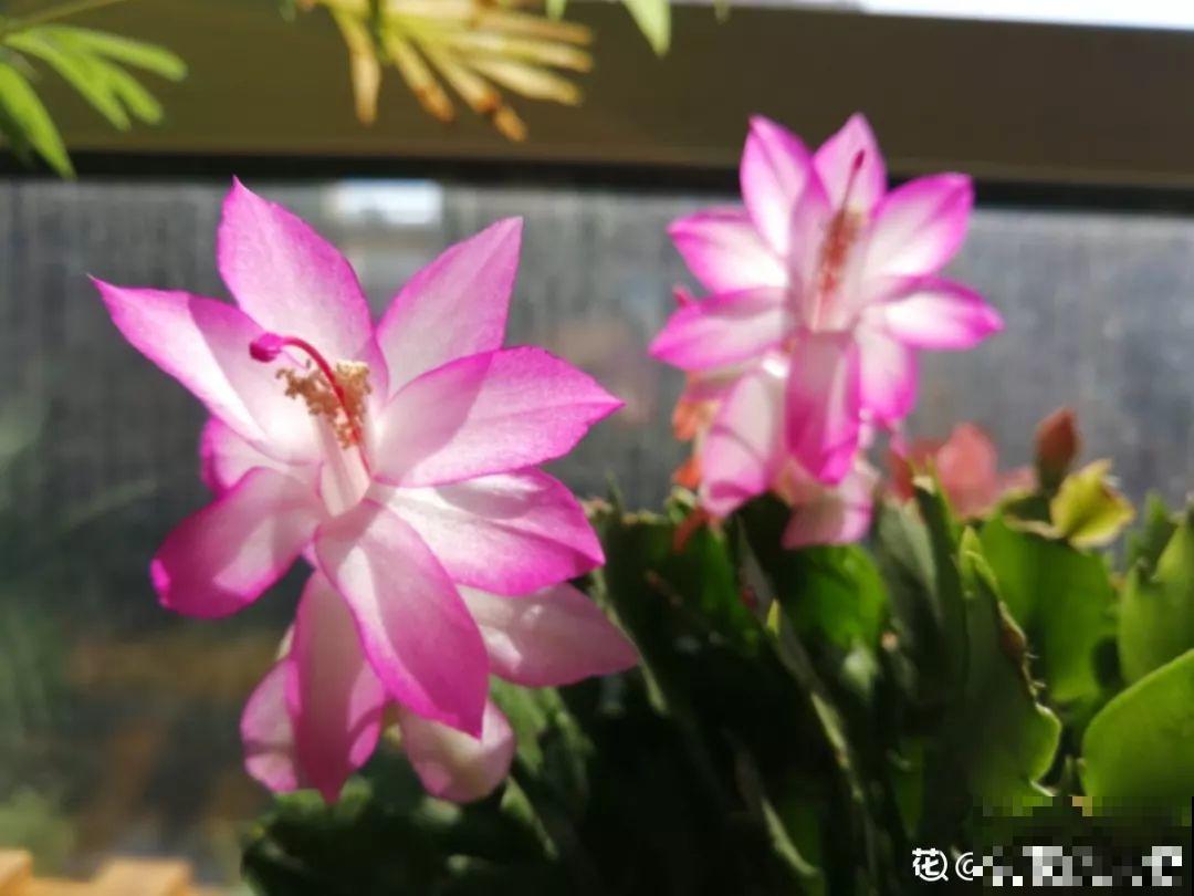 这花就是慢性子，开花都要人催，叶子该掐就得掐！