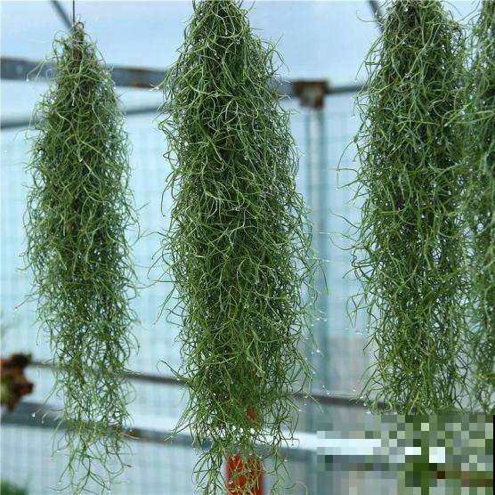 这植物不用土也不用肥，挂门框上就能长成瀑布，好养得像假花！