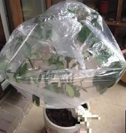 一个塑料袋就能除虫？这么简单几步，花盆再也不见虫！