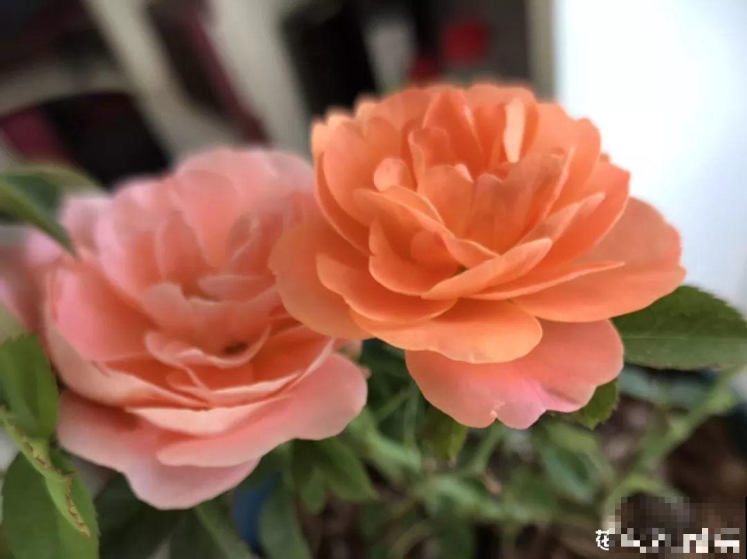 这3种花都爱养，但越长花越少？趁着秋天赶紧用点肥