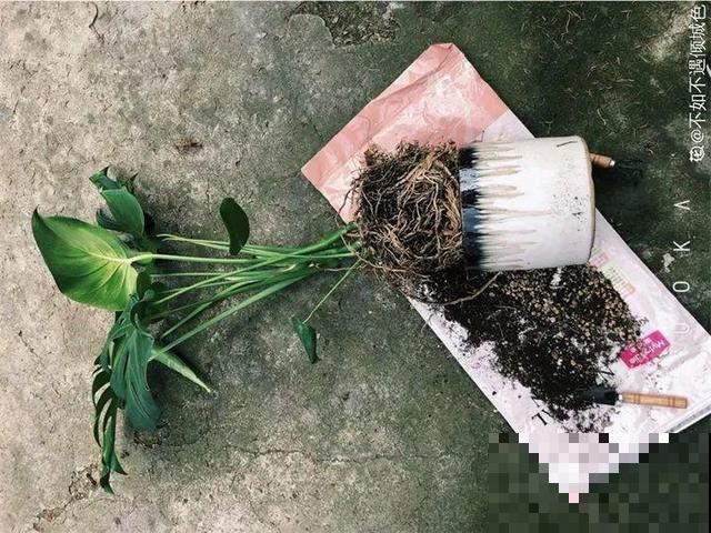 6个养花实用小窍门，业余爱好者的秘籍，养好花并不难
