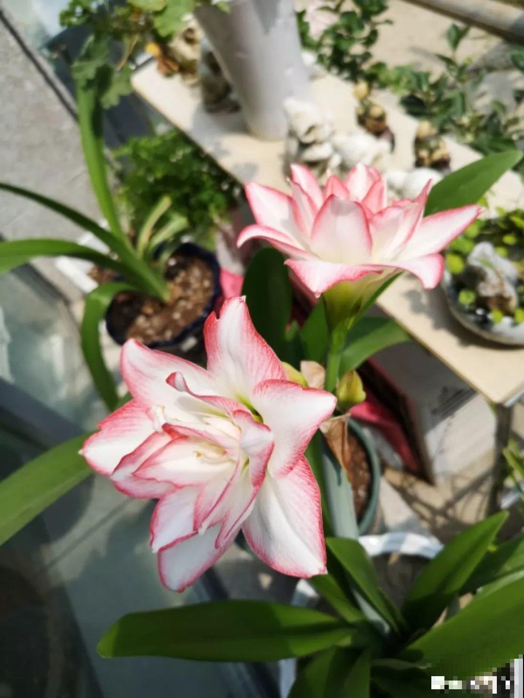 这花不能种太深，花盆大了，别指望能开花！